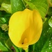 Calla lily by busylady