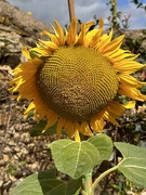1st Aug 2023 - Sunflower