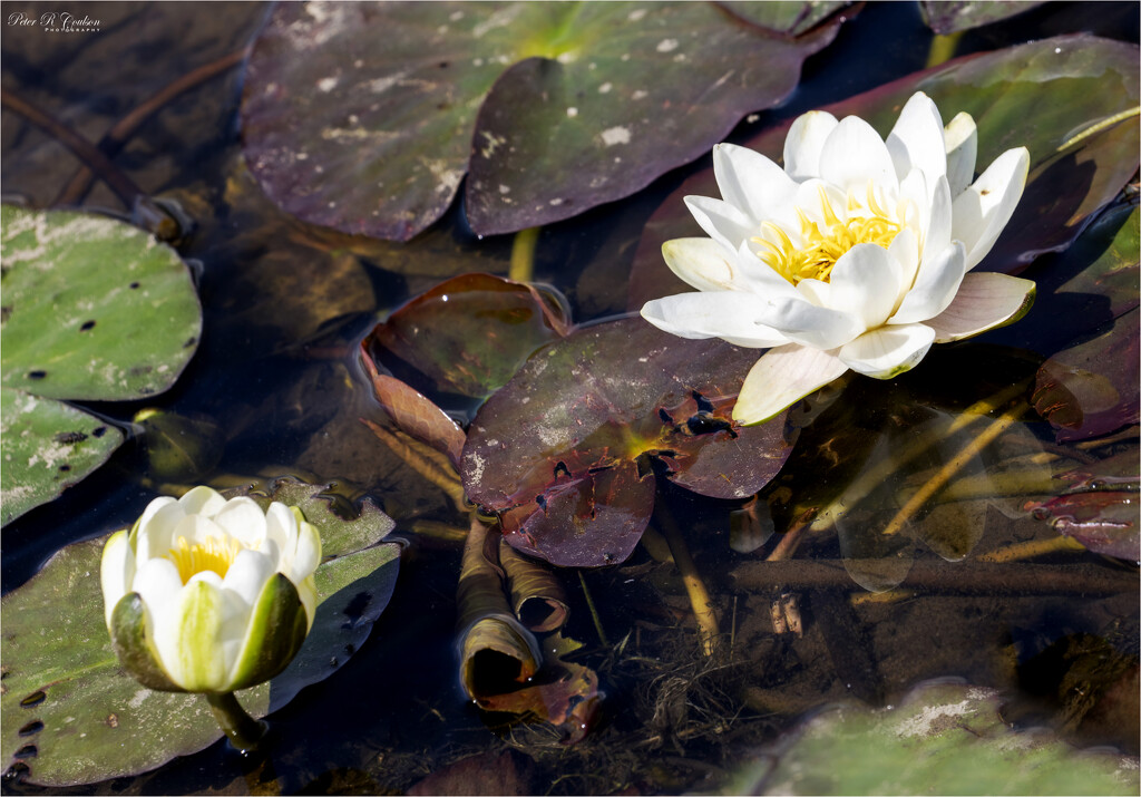 White Water-Lily by pcoulson
