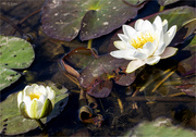 1st Aug 2023 - White Water-Lily