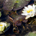 White Water-Lily by pcoulson