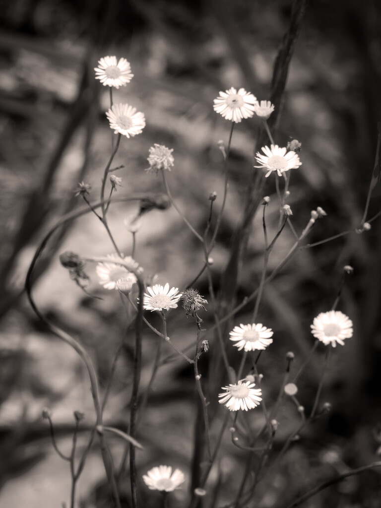 Tiny little blossoms... by marlboromaam