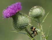1st Aug 2023 - bumblebee and thistle