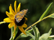 1st Aug 2023 - pearl crescent butterfly