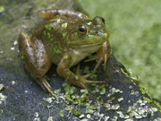 1st Aug 2023 - bullfrog