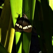 2nd Aug 2023 - Butterfly ~ 