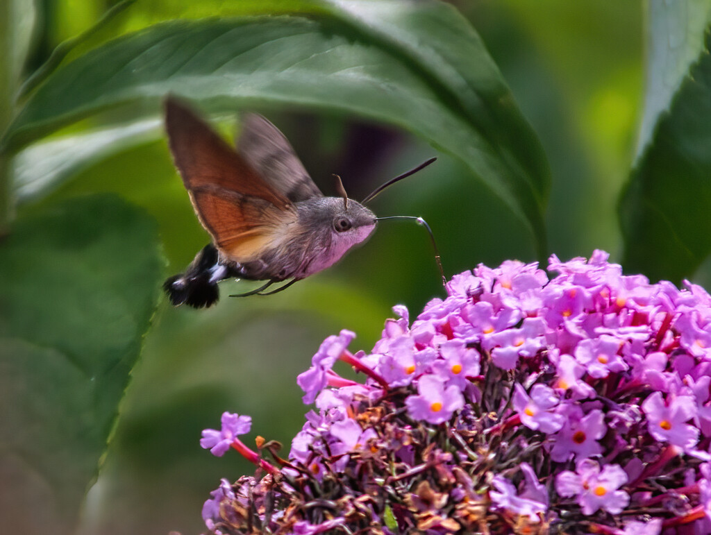 Hummingbird Hawk-Moth by gaf005
