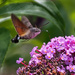 Hummingbird Hawk-Moth by gaf005