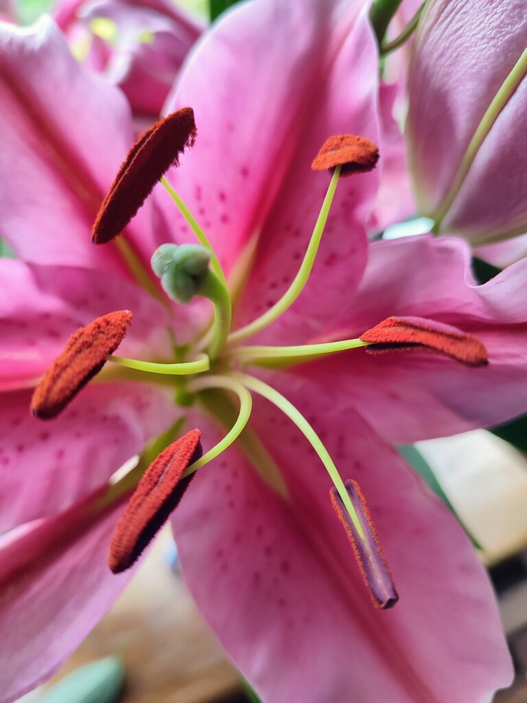 Lovely Lillies  by countrylassie