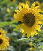 1st Aug 2023 - Field of Sunflowers