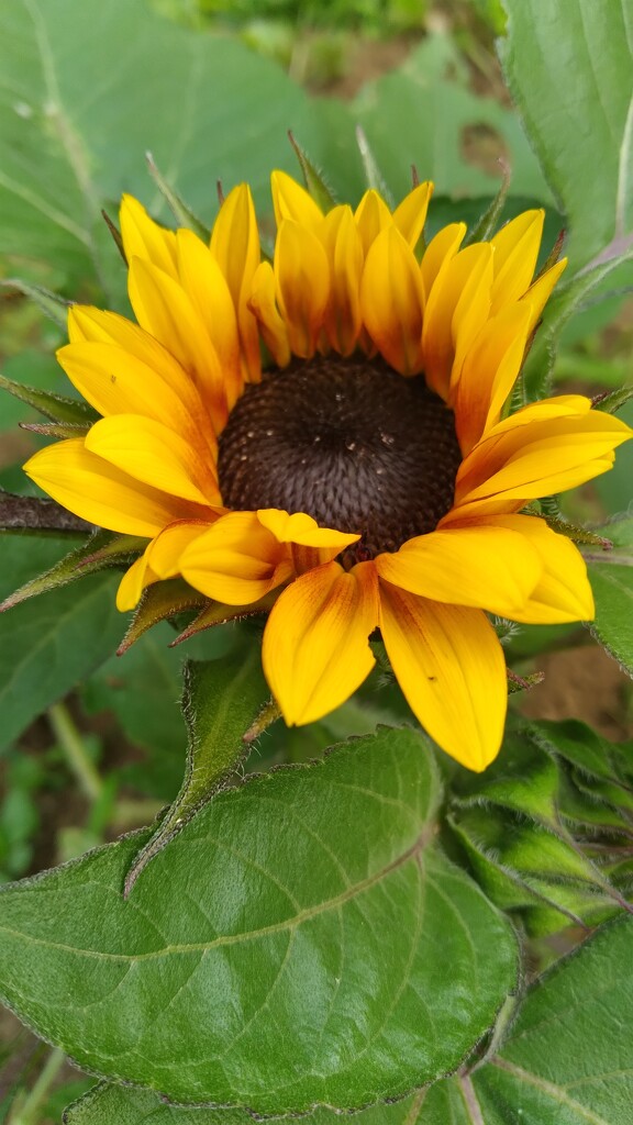 Sunflower by julie