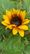 1st Aug 2023 - Sunflower