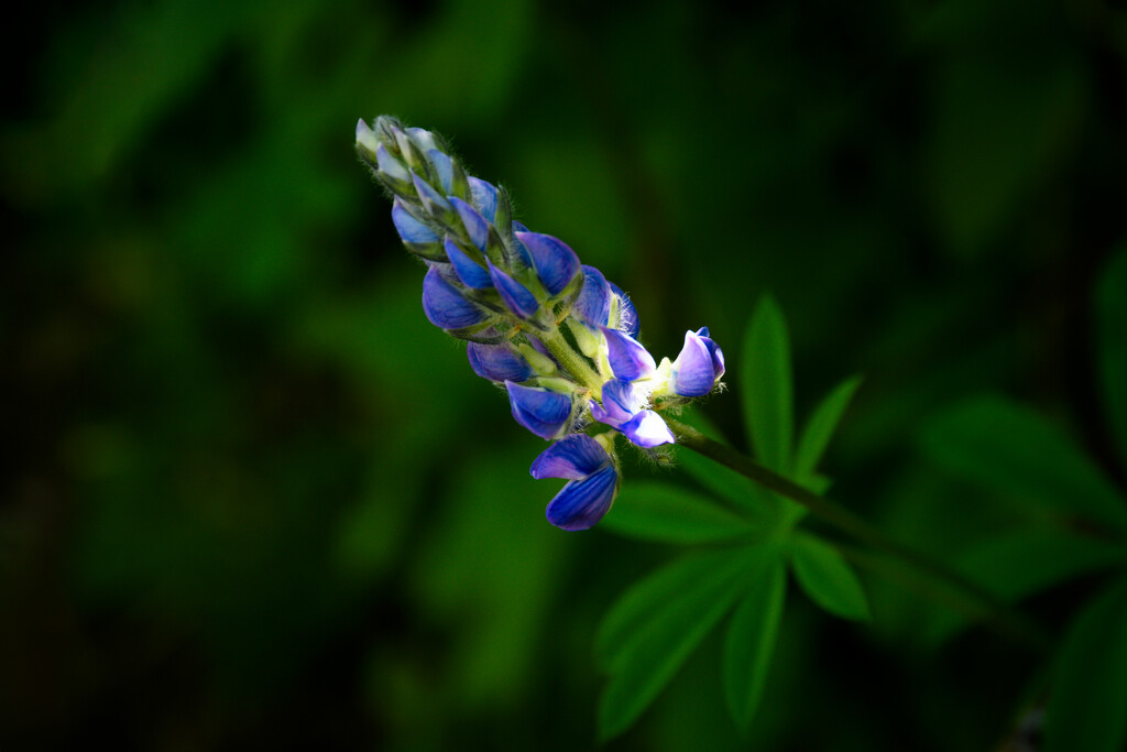 Lupin by teriyakih