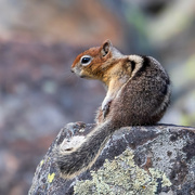 1st Aug 2023 - Chipmunk from Yellowstone