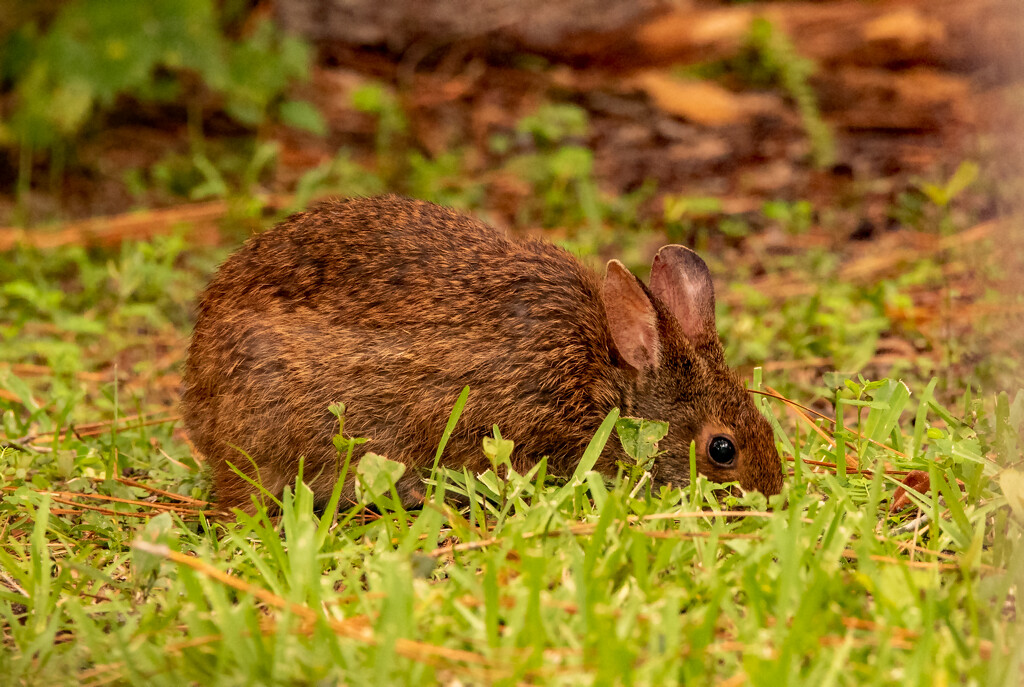 Bunny in the Backyard! by rickster549