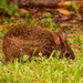 Bunny in the Backyard! by rickster549