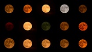 1st Aug 2023 - 2023-8-1 Full Sturgeon Super Moon Collage