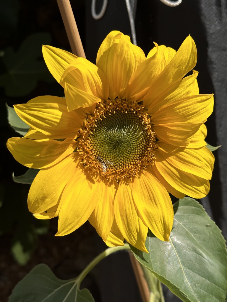Another sunflower by pamknowler