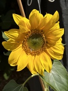 2nd Aug 2023 - Another sunflower