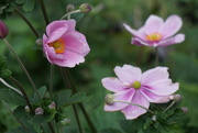 2nd Aug 2023 - the Japanese anemones are out