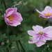 the Japanese anemones are out by quietpurplehaze