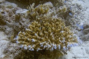 2nd Aug 2023 - Staghorn Coral