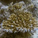 Staghorn Coral by wh2021