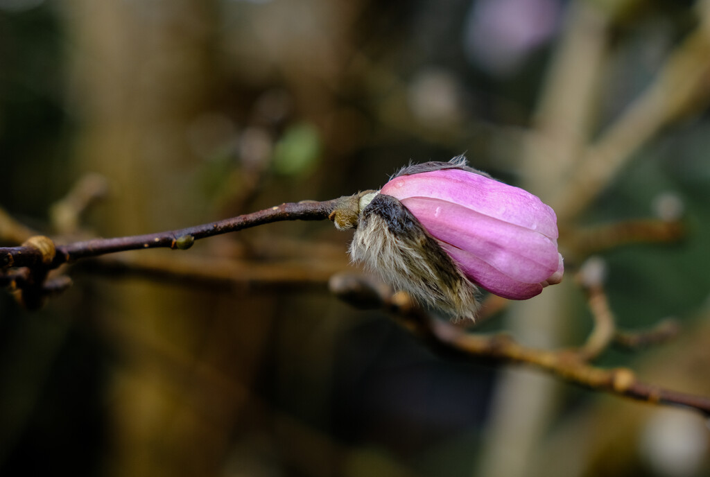 magnolia bud by brigette