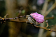 2nd Aug 2023 - magnolia bud