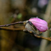 magnolia bud by brigette