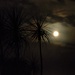 A fuzzy moon by dkbarnett
