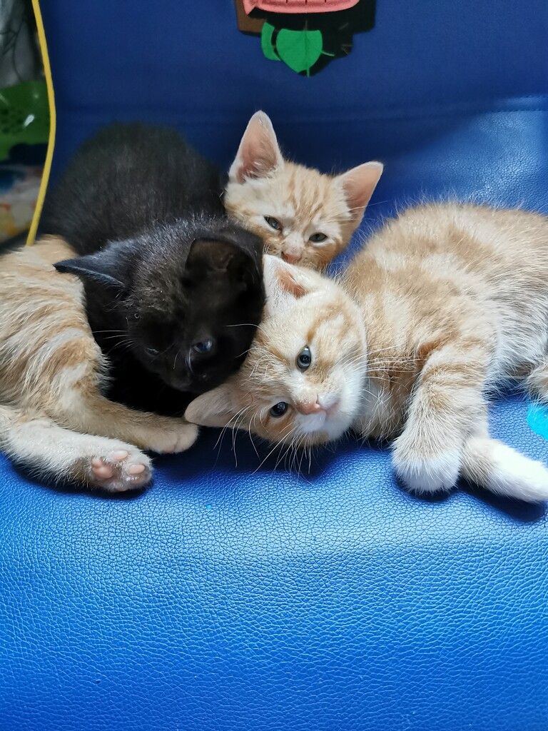 Kittens  by plainjaneandnononsense