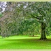 A Shady Tree by carolmw