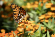 1st Aug 2023 - Gulf Fritillary