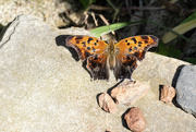 2nd Aug 2023 - Question Mark Butterfly