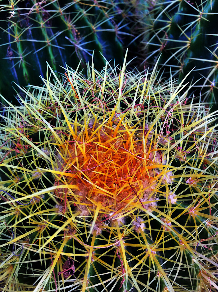 Barrel Cactus by 365projectorgbilllaing