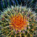 Barrel Cactus by 365projectorgbilllaing