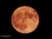 2nd Aug 2023 - Sturgeon Supermoon