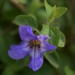 Jul 31 Texas Sage flower by sandlily