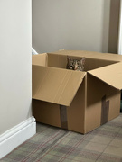 1st Aug 2023 - Cat in a Box