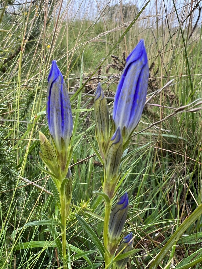 Marsh Gentian by mattjcuk