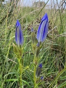 2nd Aug 2023 - Marsh Gentian