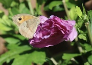 2nd Aug 2023 - Meadow Brown Butterfly
