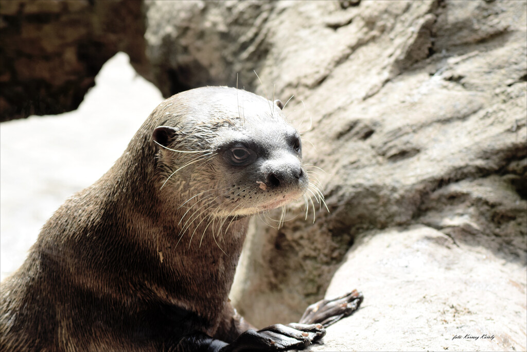 Meditating otter..... by kork