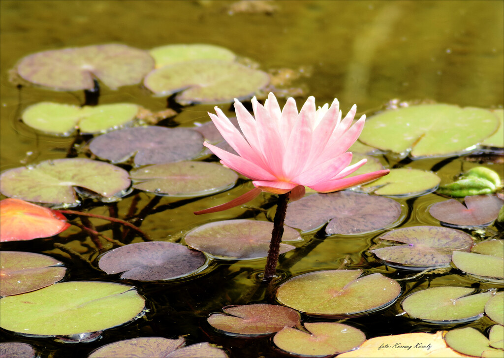 Water lily, if I guess correctly by kork