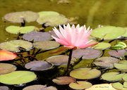 1st Aug 2023 - Water lily, if I guess correctly