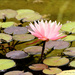 Water lily, if I guess correctly by kork