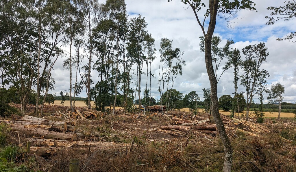 Haddo Estate, ongoing  by sarah19