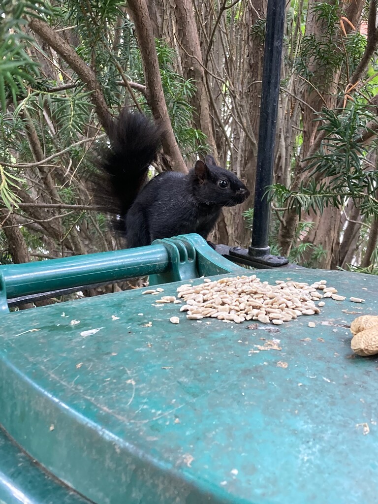 Squirrel Looking for Peanuts  by spanishliz