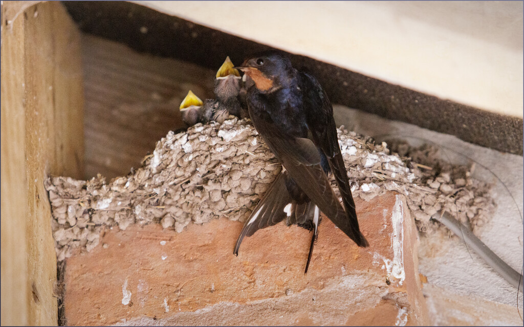 1 Swallow at her Nest by marshwader